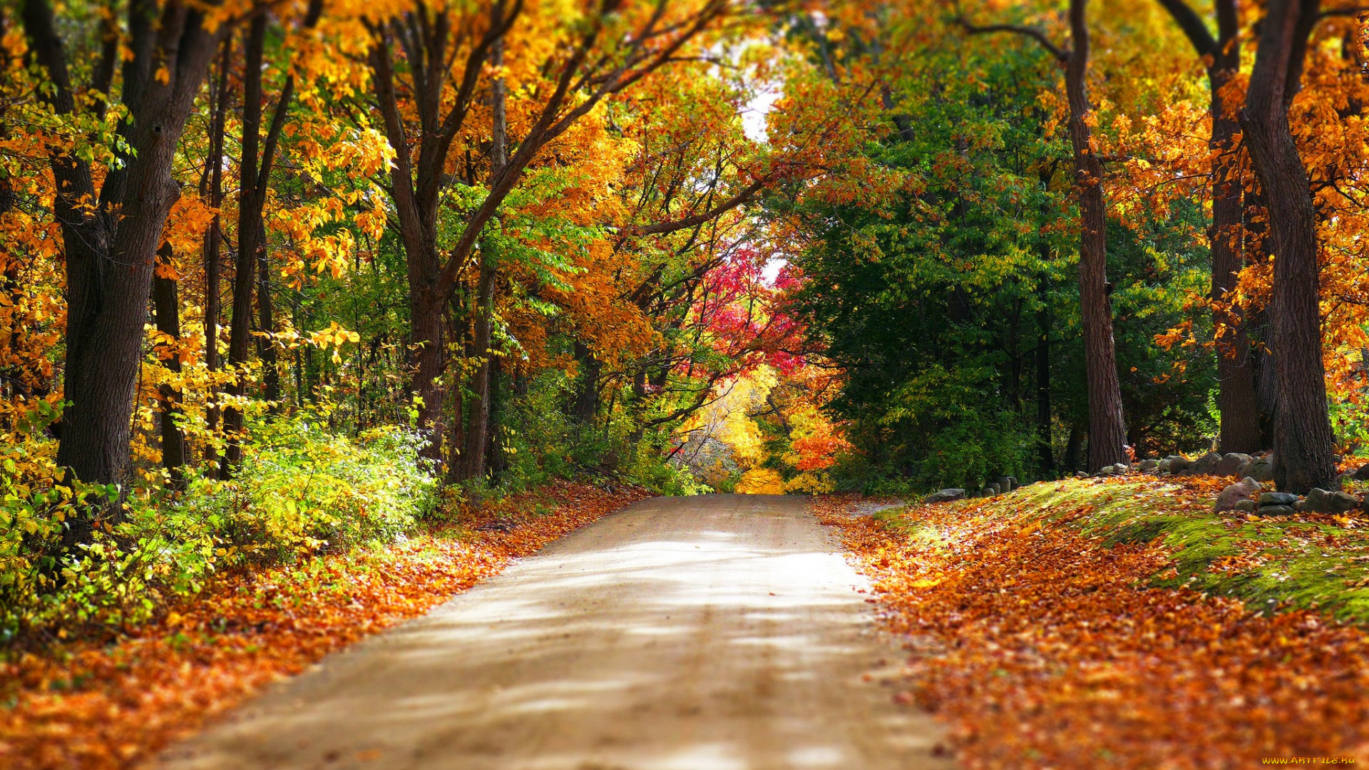 , , nature, forest, park, trees, leaves, colorful, road, path, autumn, fall, colors, walk, , , , , , 